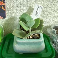 カランコエ,ミロッティ,開運,リビング・ダイニングの画像