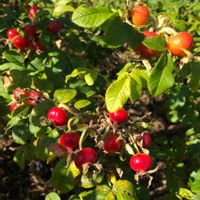 シロダモ,シロダモ,ハマナス,ハマナス,ローズヒップの画像