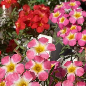 秋咲きオキザリス,Oxalis rosy yael,Oxalis rosy yael,Oxalis rosy yael,Oxalis rosy yaelの画像