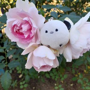 バラ大好き,バラを楽しむ,咲いてくれてありがとう❤,ばら バラ 薔薇,薔薇愛同盟の画像