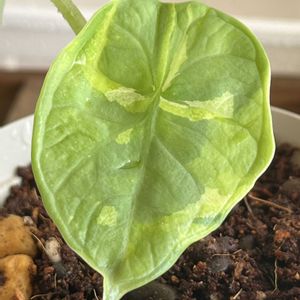 斑入り,アロカシア,アロカシア斑入り,アロカシア チャイ,観葉植物の画像