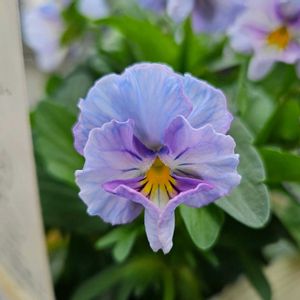 ビオラ,八ヶ岳からの贈り物ビオラ一期一会,農家の気持ち,NoukanoKimochi,鉢植えの画像