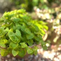 ニオイスミレ,小さな幸せ♡,ありがとう♡,ハーブ・midori,白花ニオイスミレ・midoriの画像