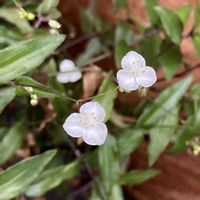 ブライダルベール,季節外れ,われら17年組,GS鹿児島,ベランダの画像