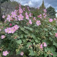 フヨウ,ヨルガオ,牧野植物園,素敵な出会い,季節を楽しむの画像