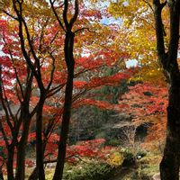 ハエトリソウ,イロハモミジ,イトラッキョウ,アサマリンドウ,ヤマボクチの画像