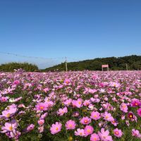 コスモス,ヒマワリ,ボリジ,ウラナミシジミ,赤そば 高嶺ルビーの画像