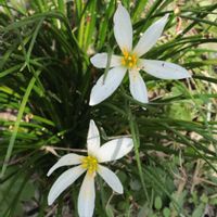 タマスダレの画像