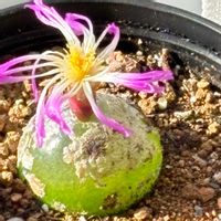 モンステラ,ブルゲリ,コノフィツム・ブルゲリ,多肉植物,メセンの画像