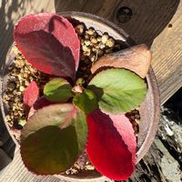 スベリヒユの画像