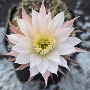 サボテン,花サボテン,ロビビア,サボテンの花,さぼてんの花の画像