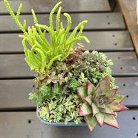 クラッスラ 属,多肉植物寄せ植え,クラッスラの画像