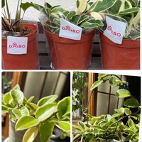 サンスベリア,ホヤ・カルノーサ,ミリオンバンブー,サンスベリア パテンス,サンスベリア ロブスタブルーの画像