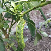 ピーマン,冬囲い,くちなし,毛虫,自宅園芸の画像