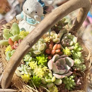 多肉植物,ちまちま寄せの画像
