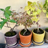 サクラ,フジ,マツ,モミジ,イチョウの画像