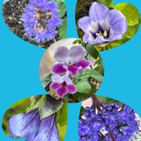 イチゴ,ストレプトカーパス,ダンギク,ヒメツルソバ,ブロウメアナの画像