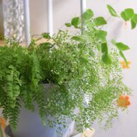 アジアンタム ペルビアナム,アジアンタム ミクロフィラムの画像