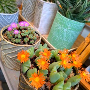 コノフィツム,多肉植物,リメ缶,多肉棚,多肉の花の画像