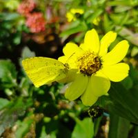 コレオプシス,ジニア,ヒューケラ,シモツケ ,ビオラ・なごみももか・しんしんの画像