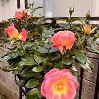 コデマリ,バラ,バラ,バラ,アイスバーグの画像