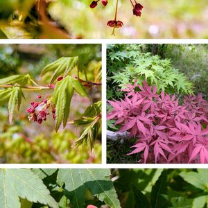 イロハモミジ,今日のお花,かわいいお花,自然に感謝,広い庭の画像