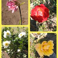 ムクゲ,クロガネモチ,スマホ撮影,赤城山,赤城山の画像