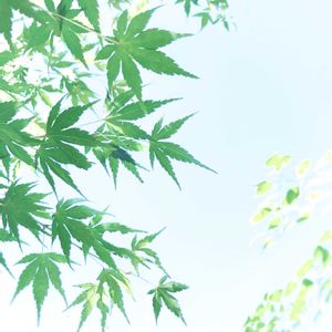 モミジ,イロハモミジ,庭木,山野草,花のある暮らしの画像