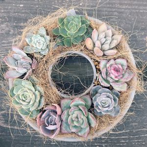 多肉植物,100均,リース,ダイソーの画像