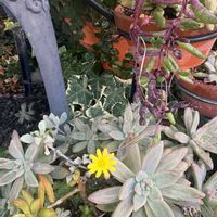 ルビーネックレス,銘月,秋麗,寄せ植え,多肉植物の画像