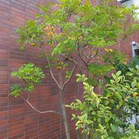 シマトネリコの画像