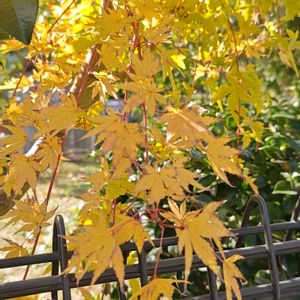 センダン,モミジ,イロハモミジ,モミジ・サンゴカク(紅葉・珊瑚閣),紅葉（こうよう）の画像