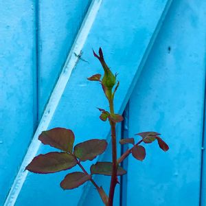 可愛い,花のある暮らし,植物のある暮らし,癒しの時間,シーズン到来！ の画像
