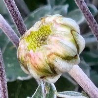 プロテアの画像