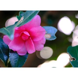 サザンカ,広い庭の画像