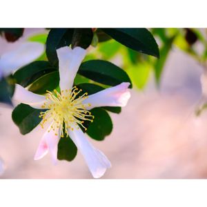 サザンカ,広い庭の画像