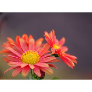 キク,広い庭の画像