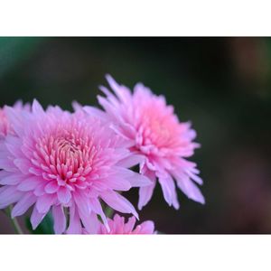 キク,広い庭の画像