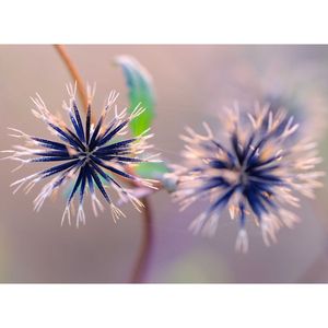 コセンダングサ,広い庭の画像