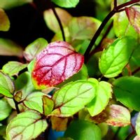 ミント,ミント,タイミント,ハーブ,水栽培の画像