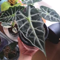 アロカシア,アロカシアパラソル,観葉植物,100均,ハイドロカルチャーの画像