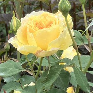 お出掛け先,素敵な出会いに感謝,黄色い薔薇♡,繋がりに感謝✨,大根♪の画像