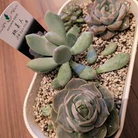 リトルビューティー,リトルビューティー,桃美人,桃美人,オリオンの画像