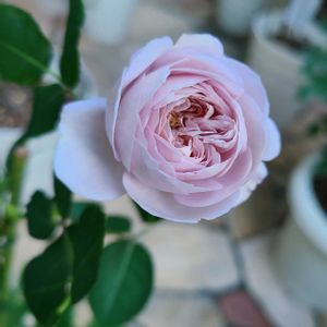 バラ,バラ　ルソワール,オザキフラワーパーク,バラ 鉢植え,秋バラの画像