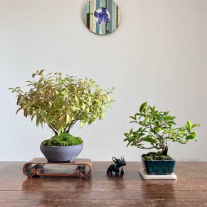 ネズミモチ,ネズミモチ,シモツケ ,シモツケ ,盆栽の画像