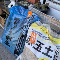 アガベ,植え替えの画像