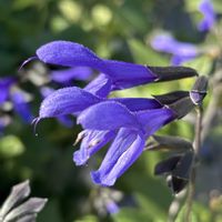 サルビア・ガラニチカ,花のある暮らし,繋がりに感謝✨,山形県総合運動公園,美しく青きドヨウの画像