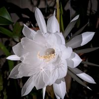 月下美人,月下美人,お花,つぼみ,沖縄の画像