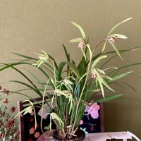 ニラ,ビワ,肥前寒蘭,スジなしスナップエンドウ,種まきの画像