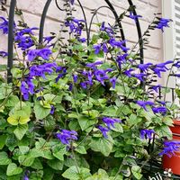 サルビア,ブルーサルビア,メドーセージ,ガーデニング,多年草の画像